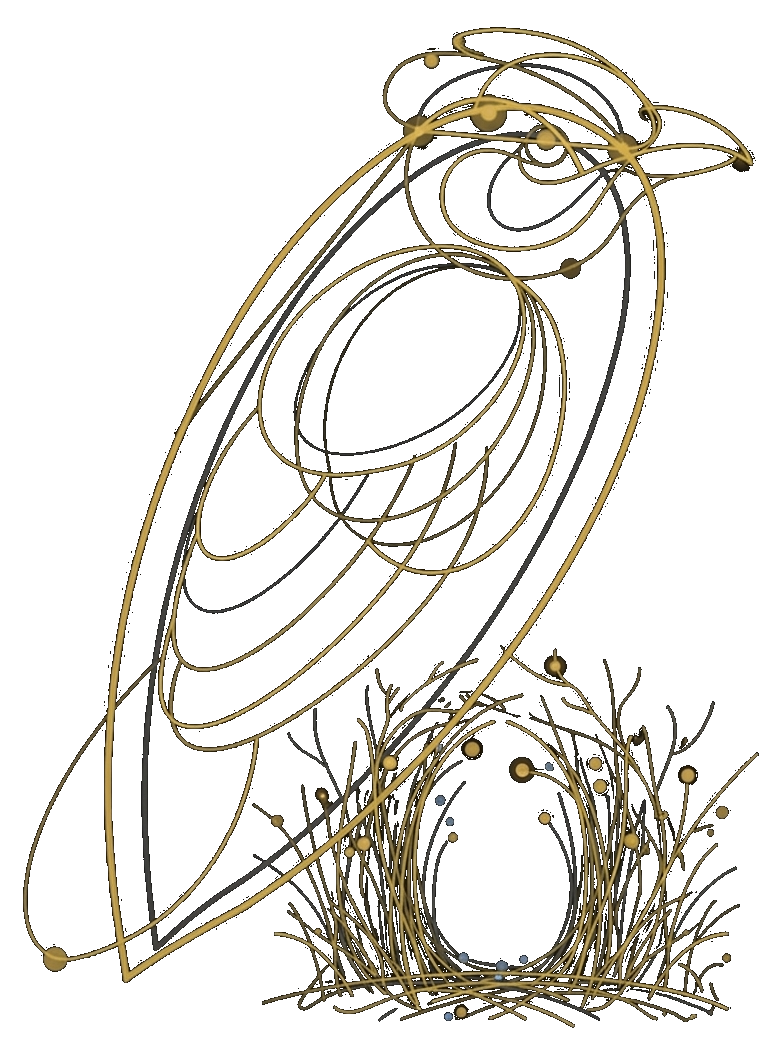 Bowerbird illustration